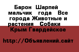 Барон (Шарпей), мальчик 3 года - Все города Животные и растения » Собаки   . Крым,Гвардейское